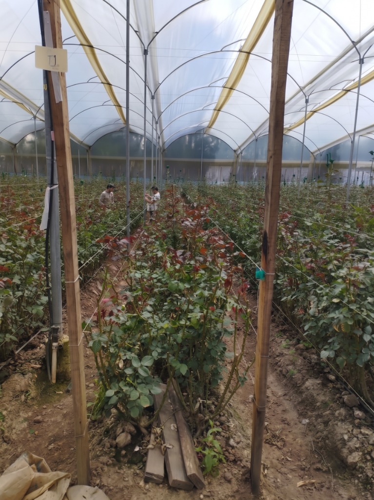 Cultivo de Rosas Cogua Cundinamarca